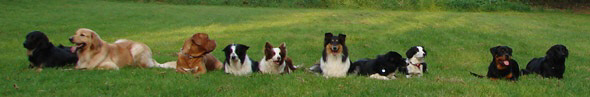 banner hunde