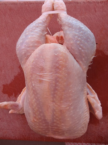 suppenhuhn 01